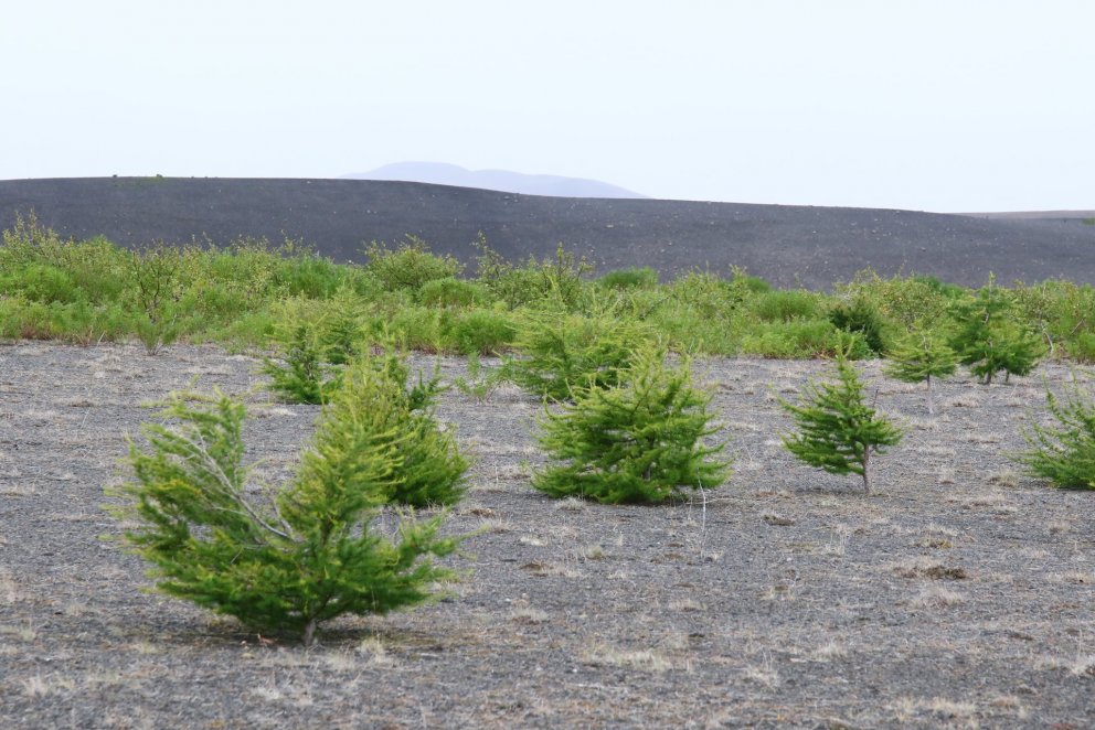 Landgræðsluskógar hafa úthlutað trjáplöntum til margvíslegra verkefna víða um landið. Með nýjum samn…
