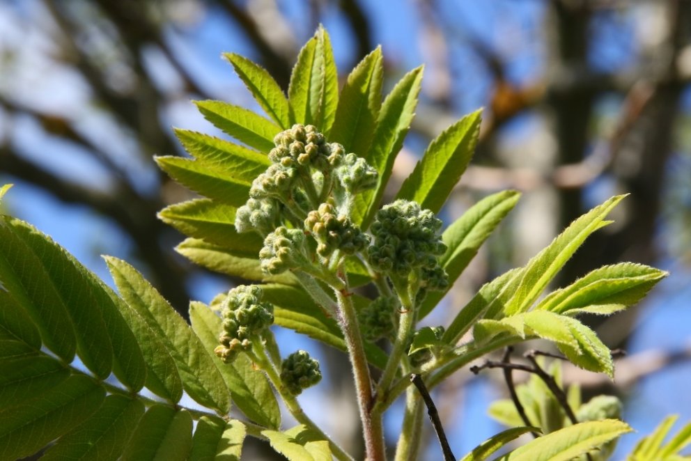Reyniviður að springa út við Gunnarsbraut í Reykjavík mánudaginn 9. maí 2016.