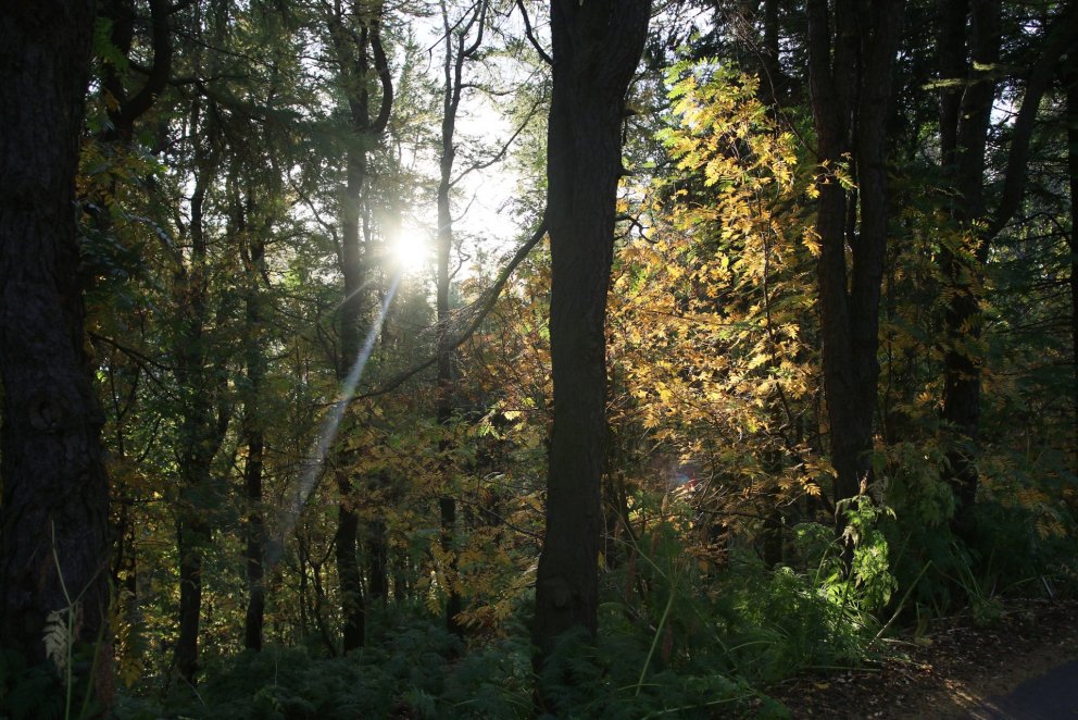 Haustsól í íslenskum skógi. Ljósmynd: Pétur Halldórsson