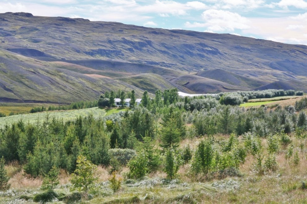 Skógræktarbýlið Hrólfsstaðir á Jökuldal.