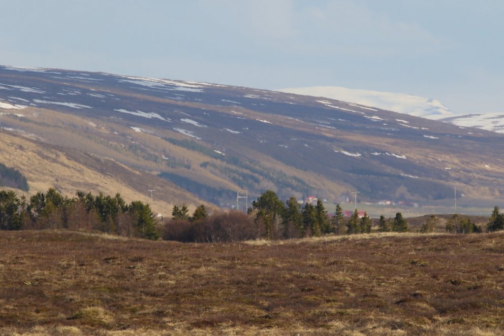 Yfirgnæfandi meirihluti skógarbænda býr á jörðum sínum eða í sama landshluta. Ljósmynd: Pétur Halldó…