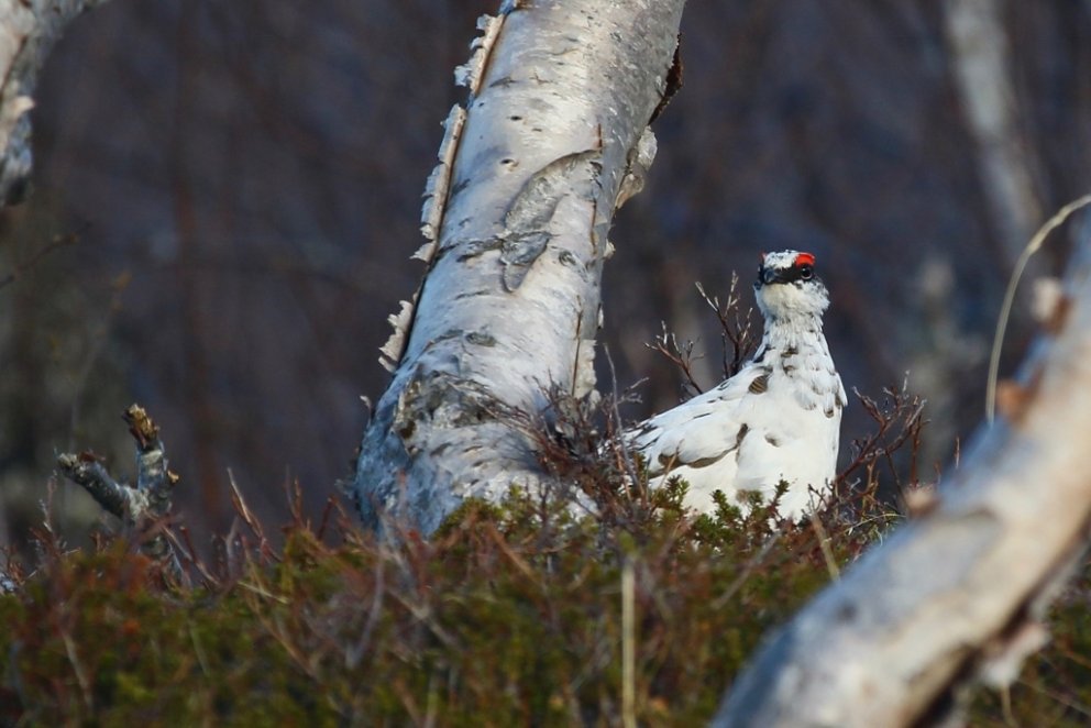 Rjúpa í íslenskum birkiskógi. Mynd: Pétur Halldórsson.