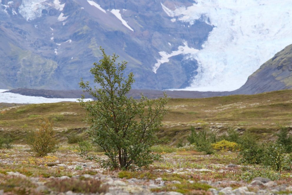 Native downy birch emerging from former desert in Southern Iceland. Retracting glacier in the backgr…