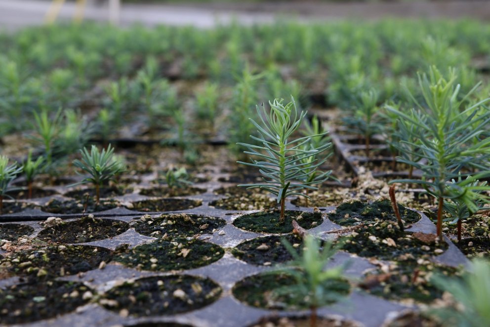 Skógarplöntur í ræktun. Ljósmynd: Pétur Halldórsson
