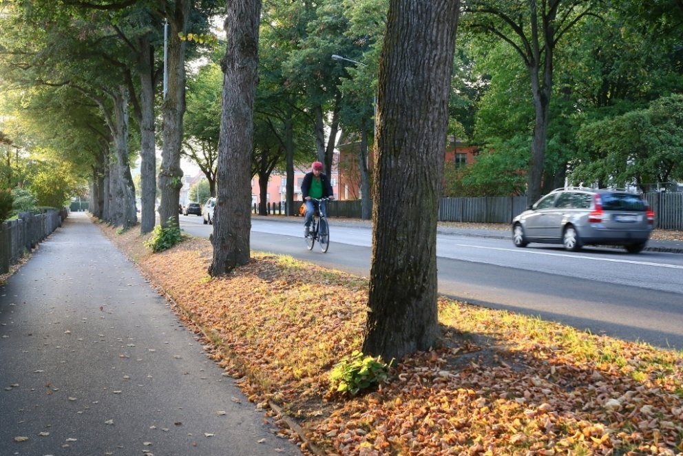 Trjágróður í þéttbýli gerir margvíslegt gagn sem vakin verður athygli á með þema alþjóðlegs dags skó…