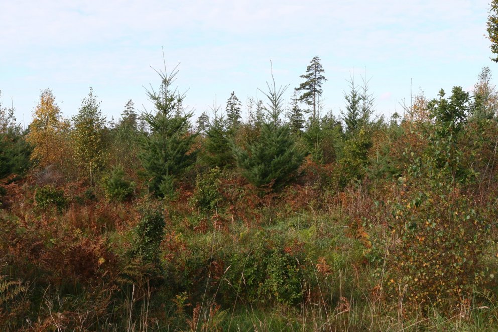 Ungur greni- og birkiskógur í Svíþjóð. Í ljós kemur í rannsókninni að rótarkerfi þessara tegunda bre…
