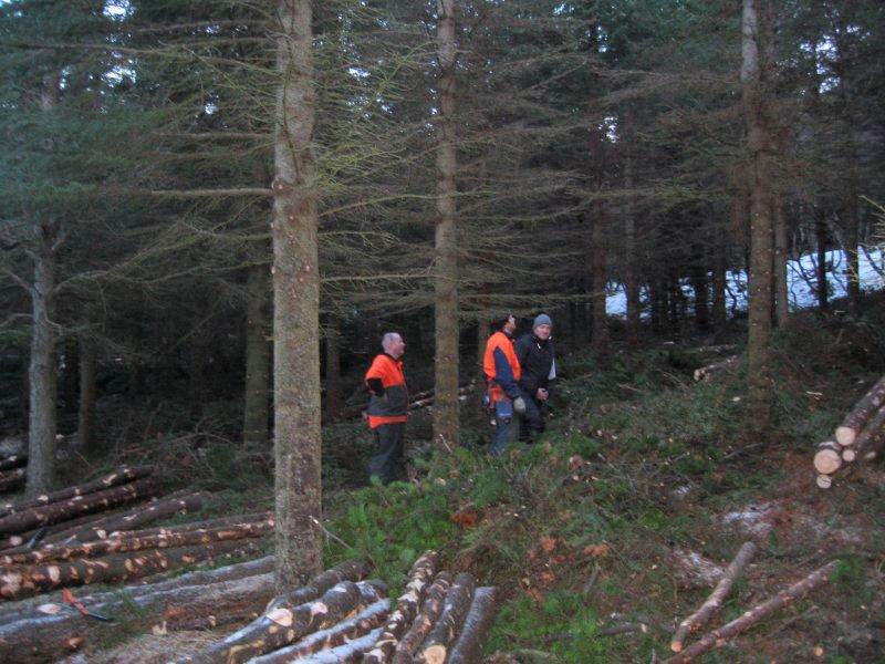 Grisjað í Reykjarhólsskógi