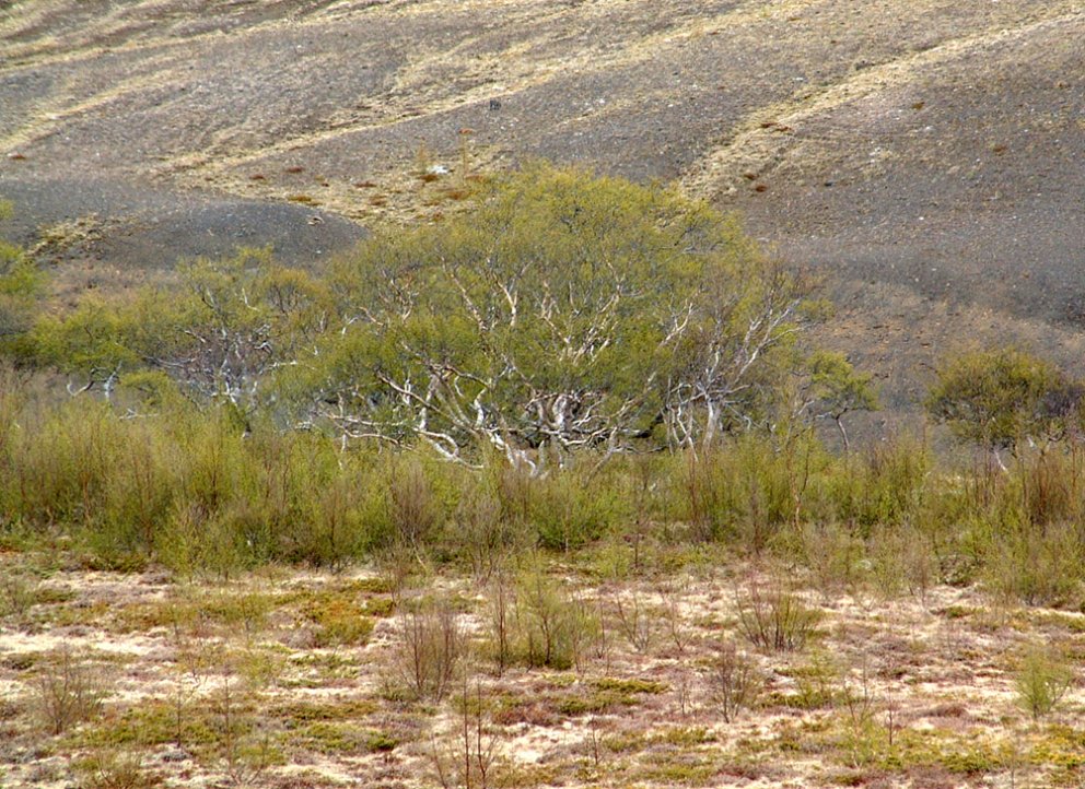 Tillit tekið til kröfu um yfirítölunefnd