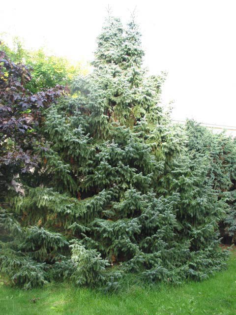 Serbagrenið við Laugarásveginn. Ljósmynd: Aðalsteinn Sigurgeirsson