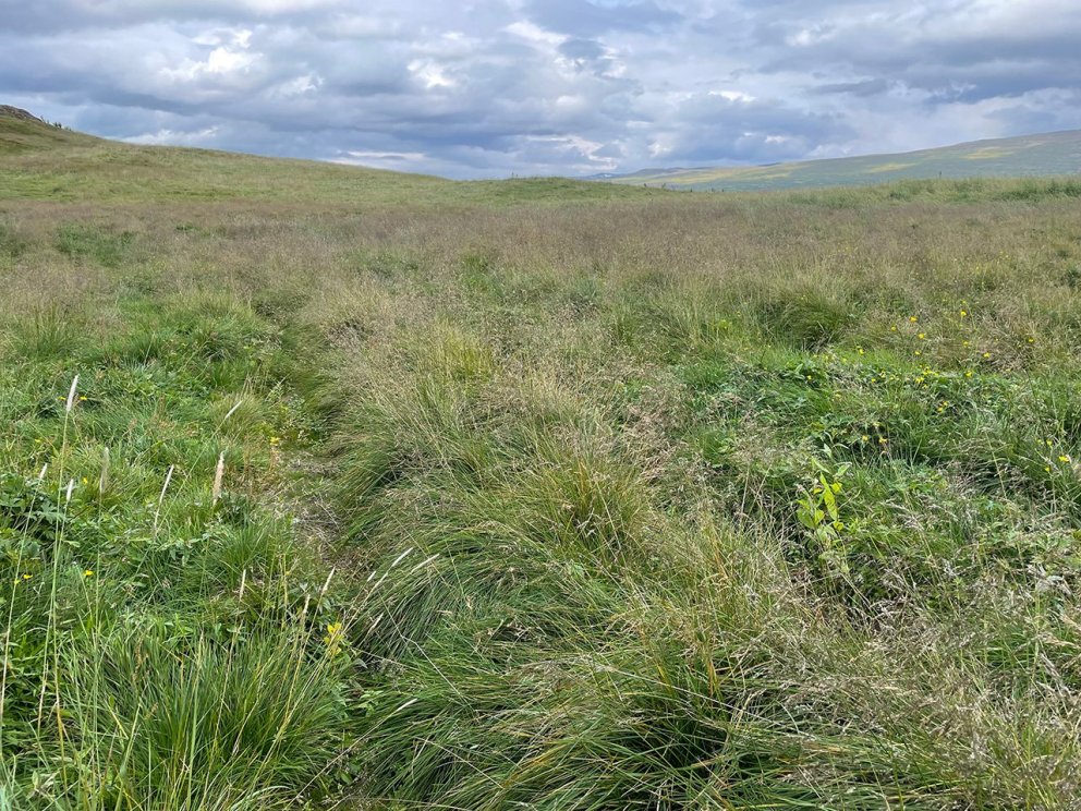 Ummerki jarðvinnslu hverfa á fáeinum árum en gildi jarðvinnslunnar fyrir lifun trjáplantna og þar me…