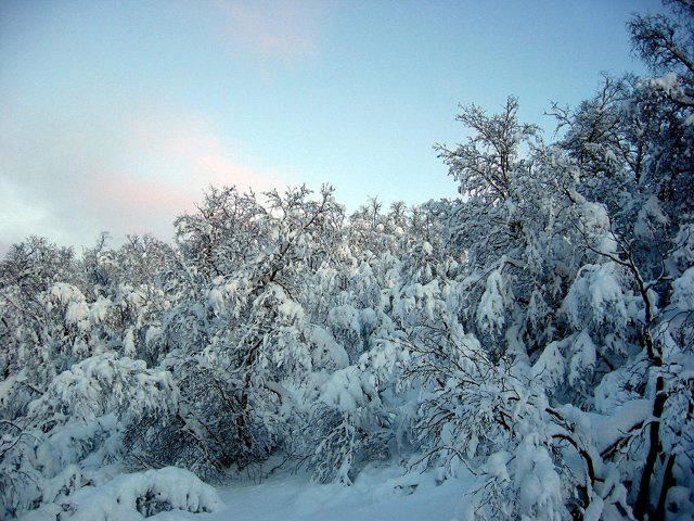 Aukið útivistar- og kynningargildi Gunnlaugsskógar