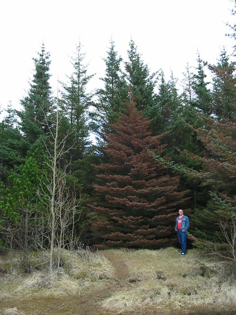 Grenitrén fái að standa