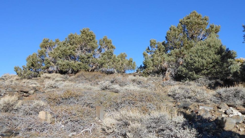 Furuskógar eyðimerkurinnar