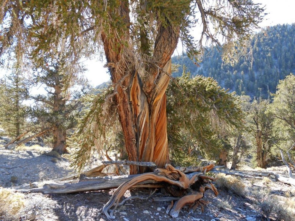 Gömul en hraustleg broddfura, myndin tekin af neðanverðum stofninum og í baksýn sjást skógi vaxnar h&hellip;
