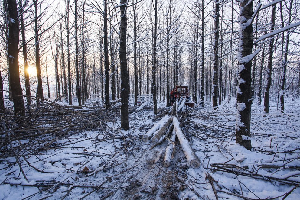 Grisjað á Tumastöðum