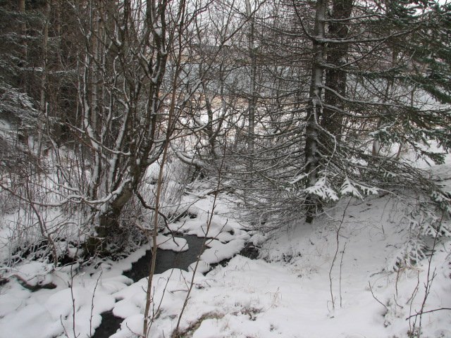 Grisjað í Skorradal