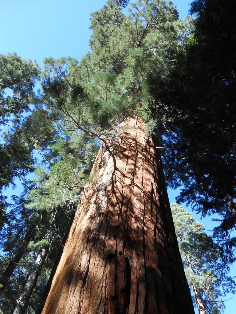 Risafura, séð upp eftir strjástofni og í bláan himininn