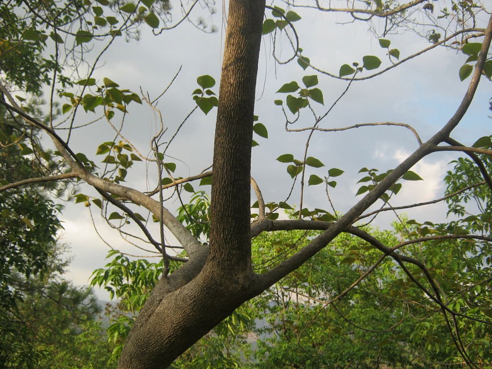 Erfðaauðlind tekks varðveitt