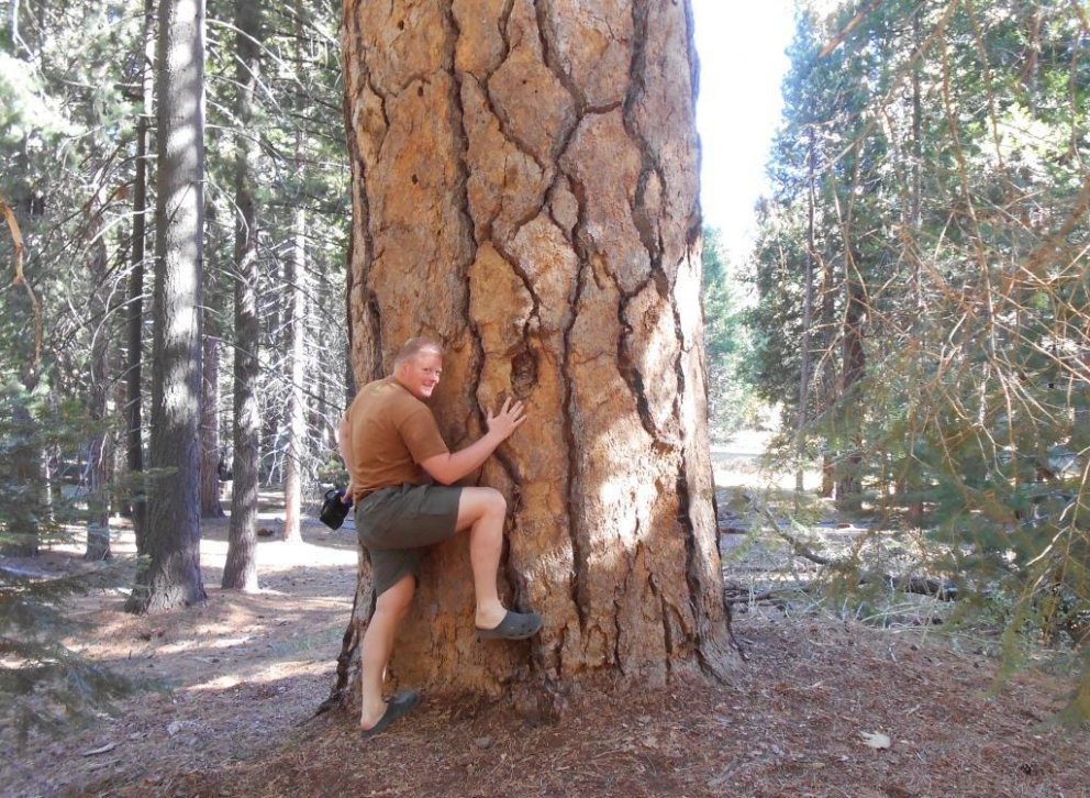Við stofn gulfuru í Sierra Nevada. Maður stendur við rætur trésins líkt og hann ætli að klifra upp e&hellip;