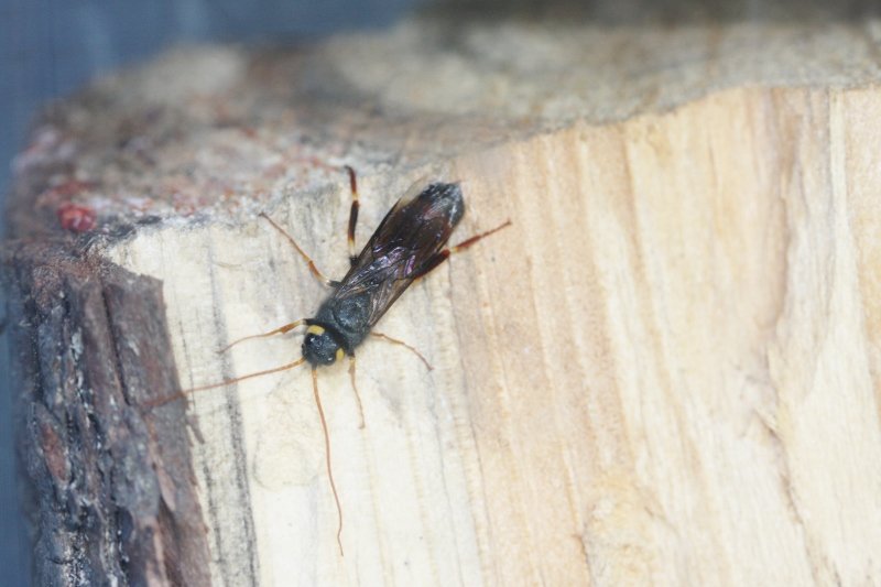 Beltasveðja í fyrsta sinn hér á landi