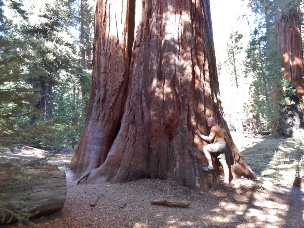 Hlynur Gauti Sigurðsson, starfsmaður Skógræktarinnar, sést við rætur risafurutrés í Kaliforníu eins …