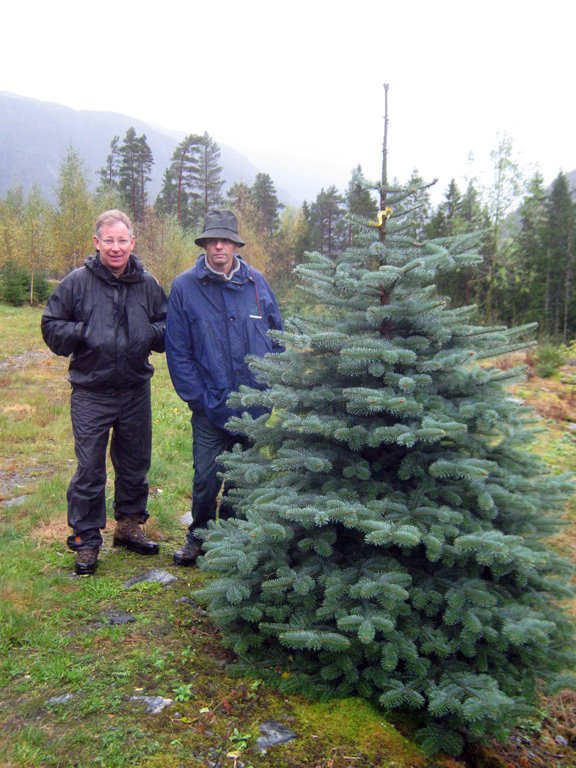 Þinur: Átusveppur í Danmörku og Noregi