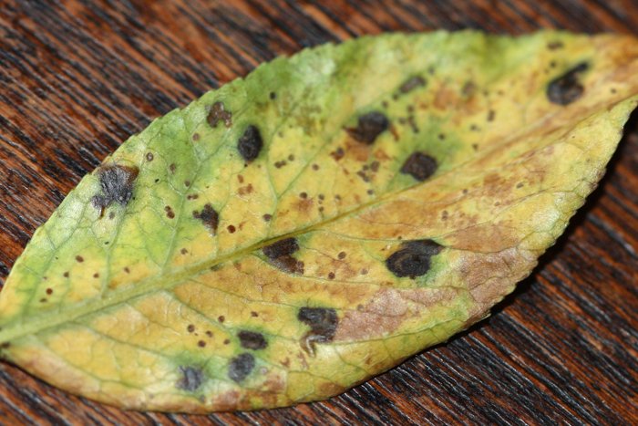 Enn af meindýrum: Ranabjöllur og blaðvespur