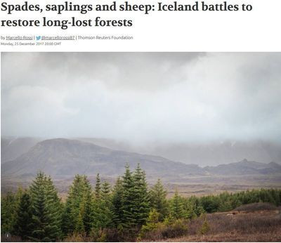 Spades, saplings and sheep: Iceland battles to restore long-lost forests