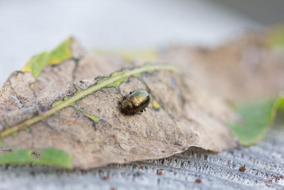 Fullorðin asparglytta. Þessi skaðvaldur hefur herjað á aspir á höfuðborgarsvæðinu undanfarin ár og e…