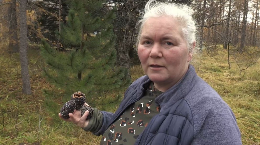 Bergrún Arna Þorsteinsdóttir aðstoðarskógarvörður með köngul af lindifuru. Ná þarf lindifurukönglunu…