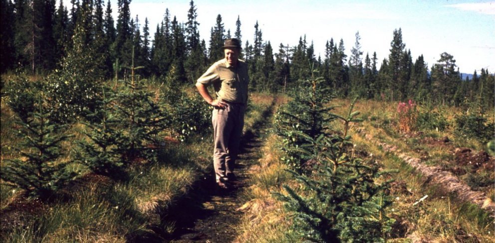 Sitka spruce experimental plot in Trysil Norway in 1971. Photo: NordGen.org