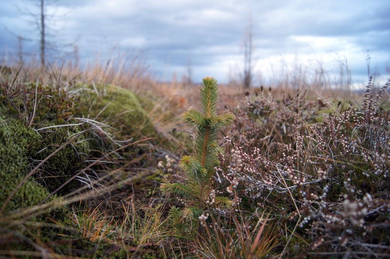 Gróðursetning
í Mosfelli