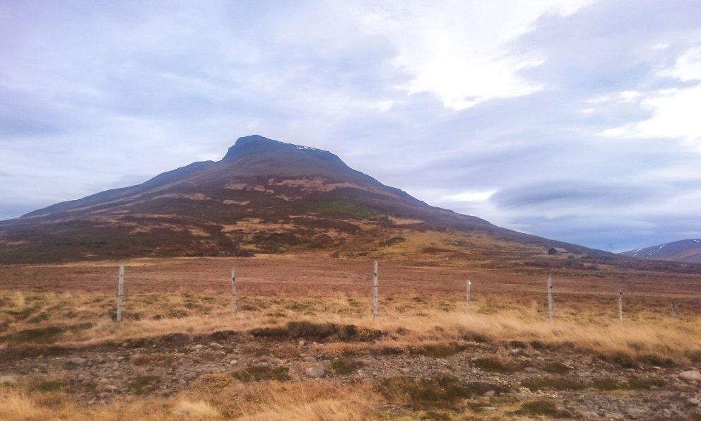 View to Spákonufell mountain. About 25 hectares of the afforestation area have already been planted.…