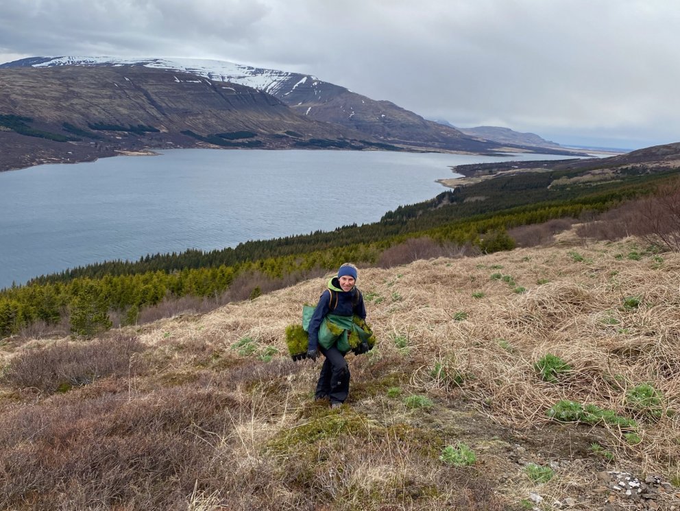 Tree planting in Skorradalur, West-Iceland. Photo: Gísli Logi Logason