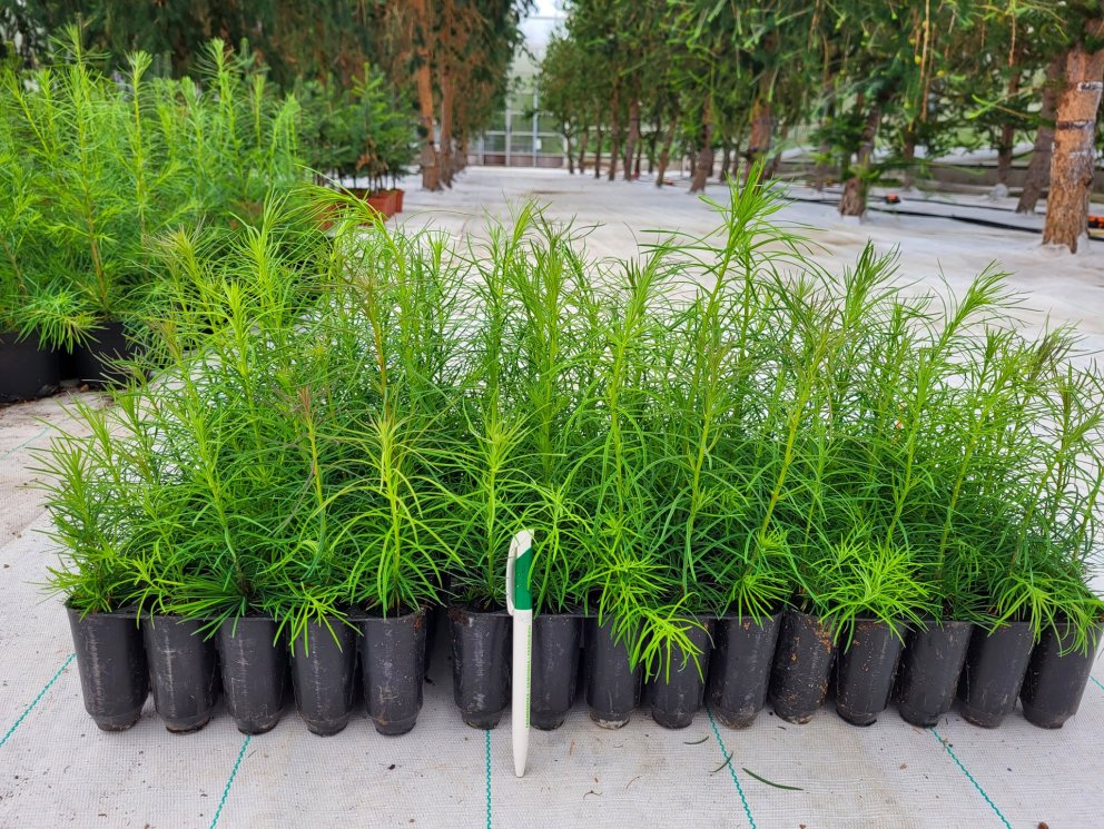 Cuttings transplanted 30 May 2022. The photo is taken 30 July 2022. The pen is 15 cm long. Photo: Ra…