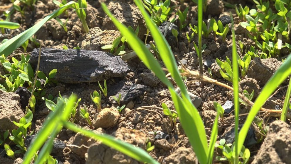Icelandic biochar in a newly sown Icelandic grass field. Screenshot from the video