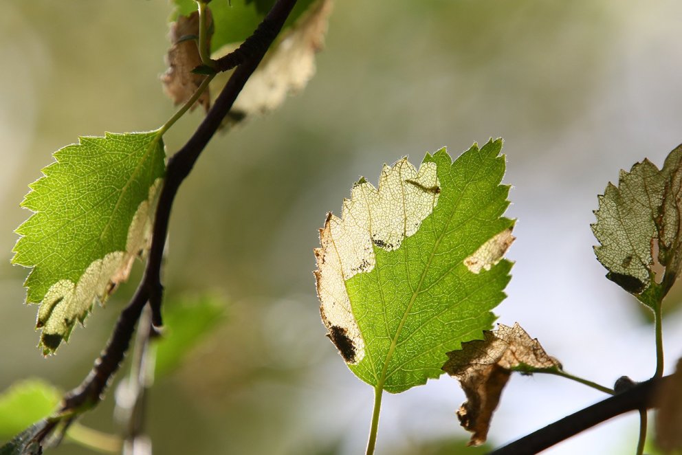 The white-spot purple larvae have been feeding on birch leaves in Akureyri, North Iceland, for the l…