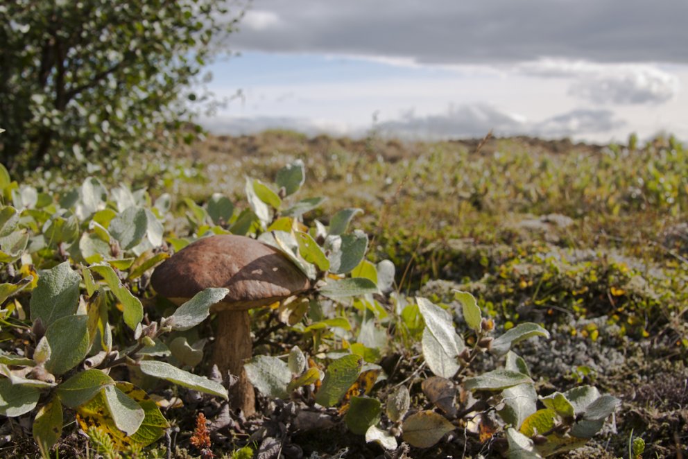 Nýtt netverkefni á sviði svepparannsókna