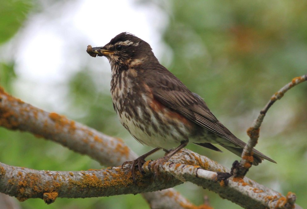 Ljósmynd: Pétur Halldórsson