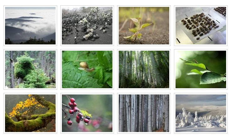 Myndir skógarvarðar í alþjóðlegu dagatali