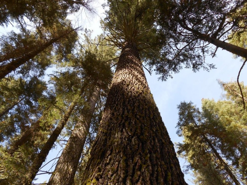 Risatrén IV: Sykurfura