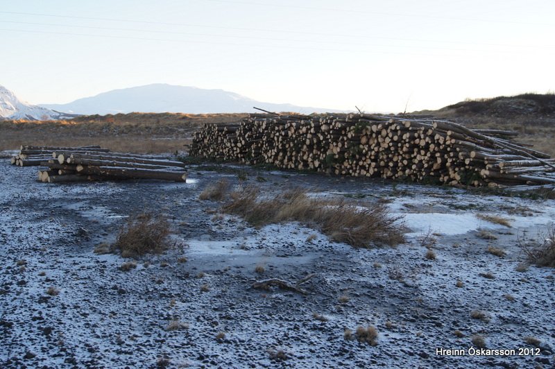 Timbur sótt í
Skarfanes í fyrsta sinn