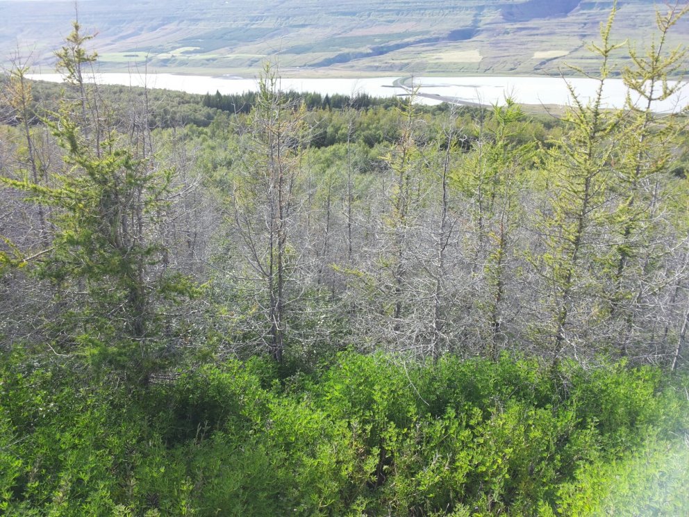Innlandslerki líður fyrir hlýnandi loftslag