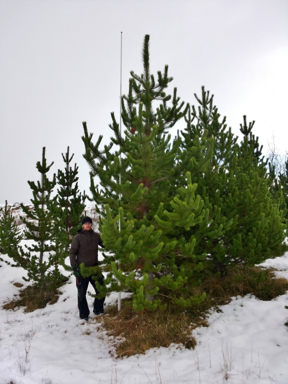 Örvar Már Jónsson stendur hér með mælistöngina við stafafuru sem gæti verið Íslandsmeistari í toppve…