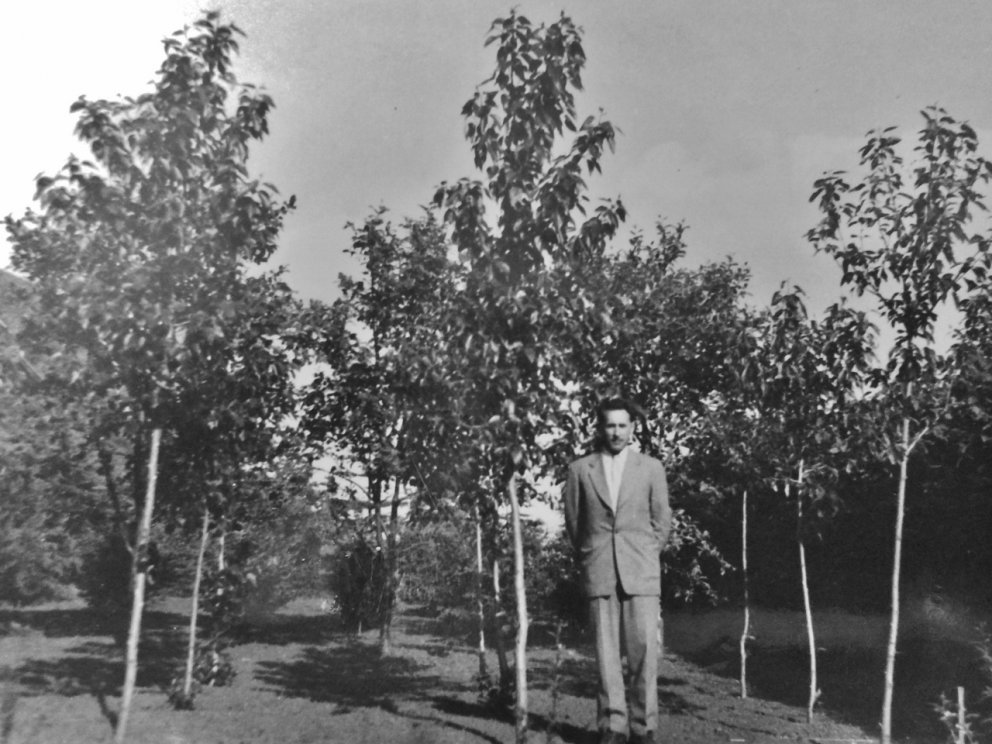 Fyrr og nú - 26 metra aspir