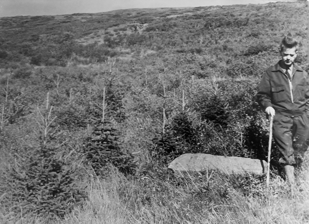 Óþekktur skógræktarmaður stendur við Braathens-steininn á Stálpastöðum í rauðgreniskógi sem gróðurse…