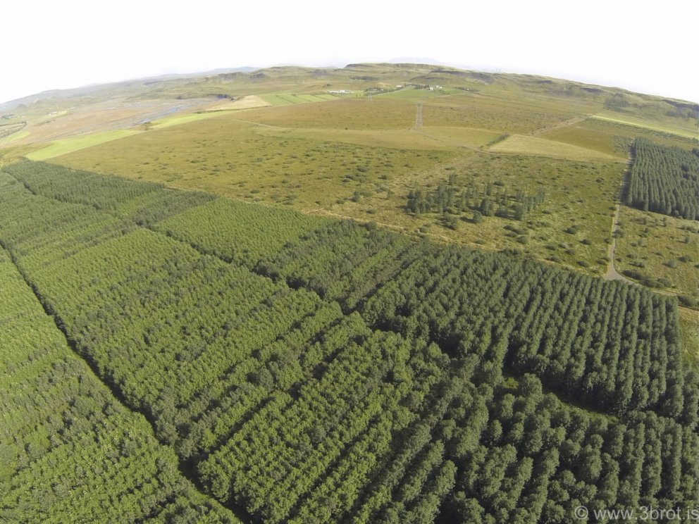 Skógurinn í Sandlækjarmýri. Sér til Stóru-Laxár og býlisins Skarðs.