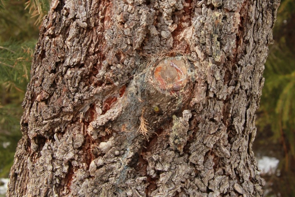 Börkur á lerkitré í skóginum á Vöglum á Þelamörk.