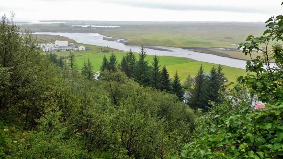 Hér sést hæsta tré landsins skaga upp úr lundinum ofan við gamla sláturhúsið á Klaustri