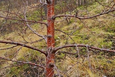 Er hið fullkomna birkitré fundið?